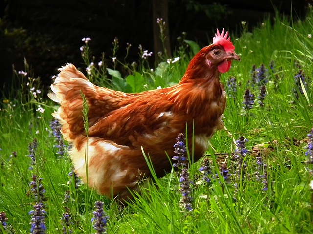raising chickens in your back yard