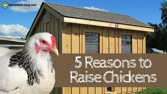 5 Reasons to Raise Chickens