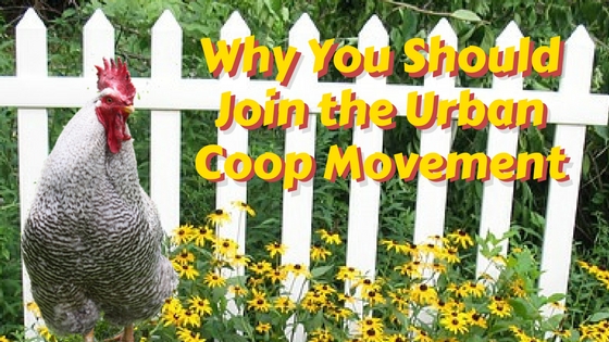 Why You Should Join the Urban Coop Movement