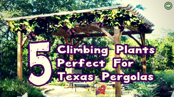 5 Climbing Vines for Texas Pergolas