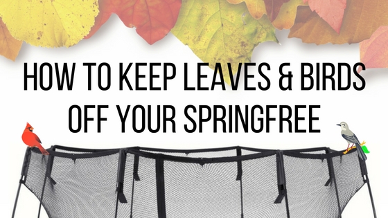How To Keep Leaves & Birds Off Your Springfree